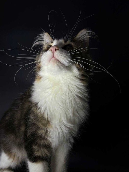 Мейн-кун дівчинка з документами, вакцинами та доставкою по Україні