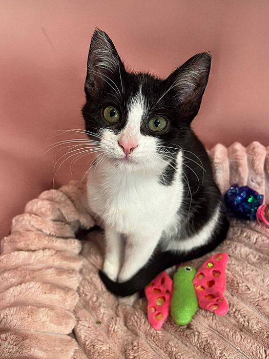 Koci duet pełen uroku do adopcji – tylko do niewychodzącego domu.