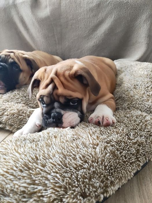 Buldog angielski Piesek ZKwP/FCI