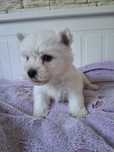 West highland white terrier 3