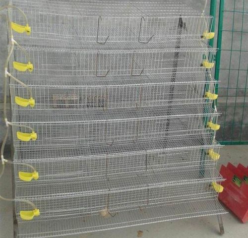 10 x poidła dla przepiórek bażantów papug