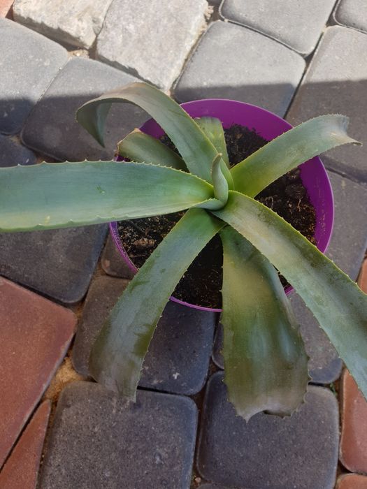 Agawa roślina sukulent