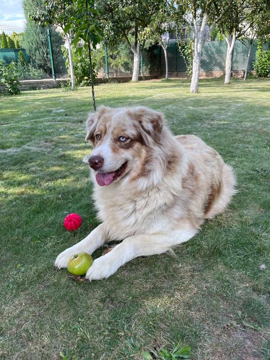 Owczarek Australijski typ Amerykański-suczka