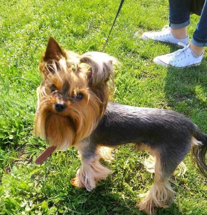 В'язка йорк КСУ молодий здоровий розв'язаний бебіфейс дрібний стандарт