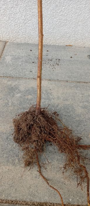 Malina golden queen pakiet 30 sztuk