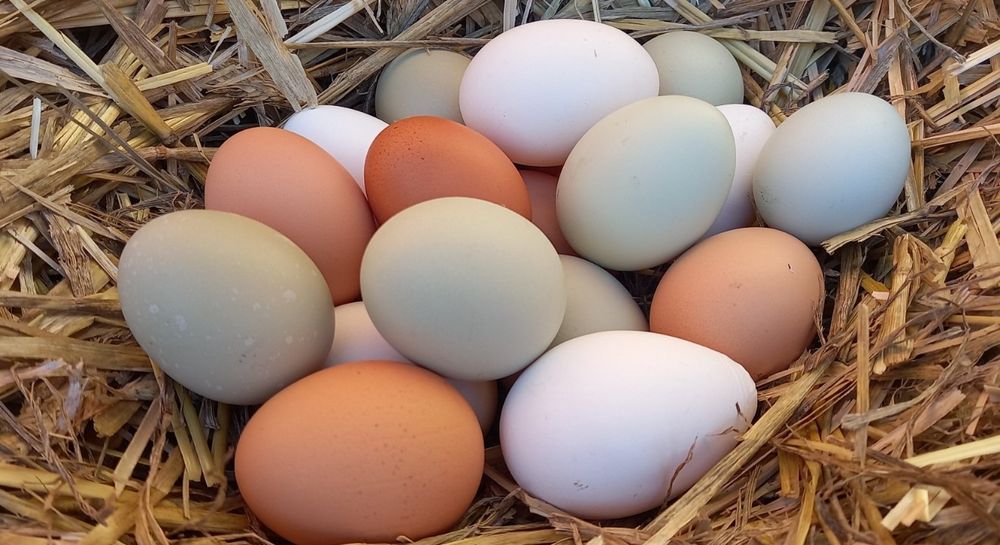 Jajka wiejskie od kur z wolnego wybiegu, jaja wiejskie