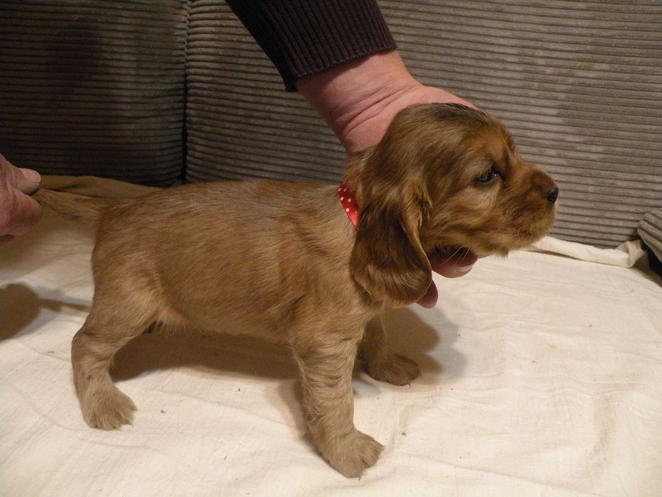 Cocker spaniel angielski suczka
