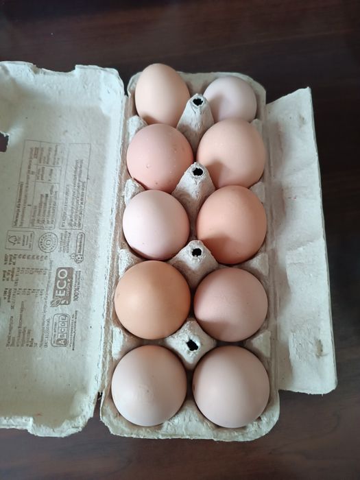 Jajka wiejskie  od kur z wolnego wybiegu