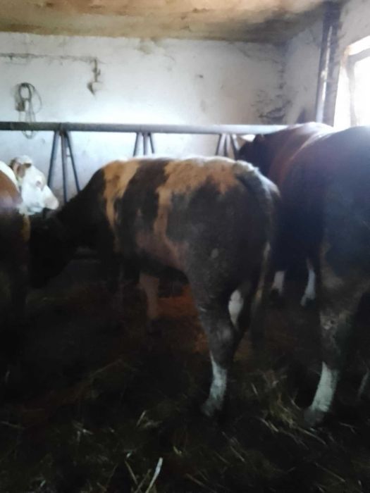 Byk BB mięsny odsadek