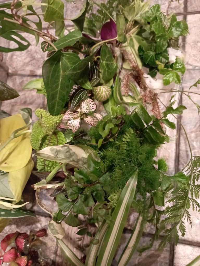 Duży zestaw roalin do terarrium vivarium itp.