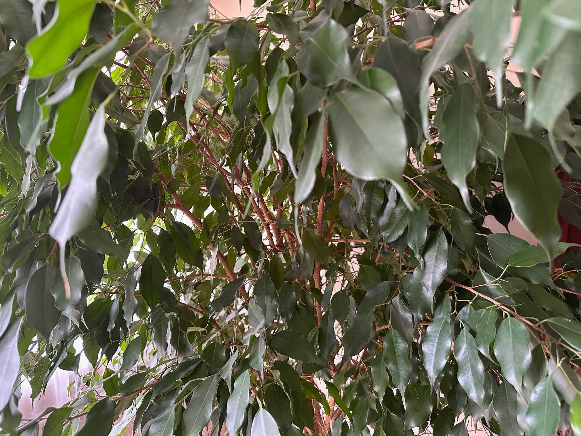Figowiec Benjamina / Ficus Benjamina 2,2 m