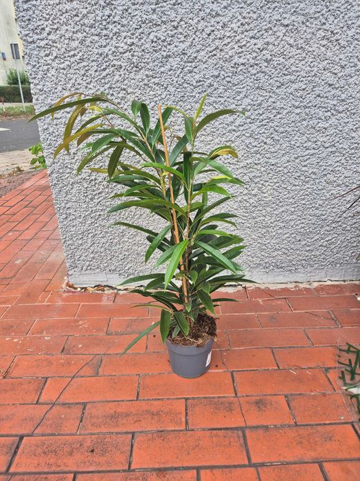 Ficus binnendijkii 'Amstel King' d17 h80cm