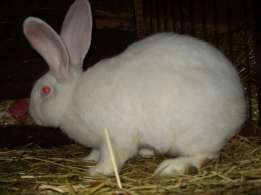 Sprzedam  króliki