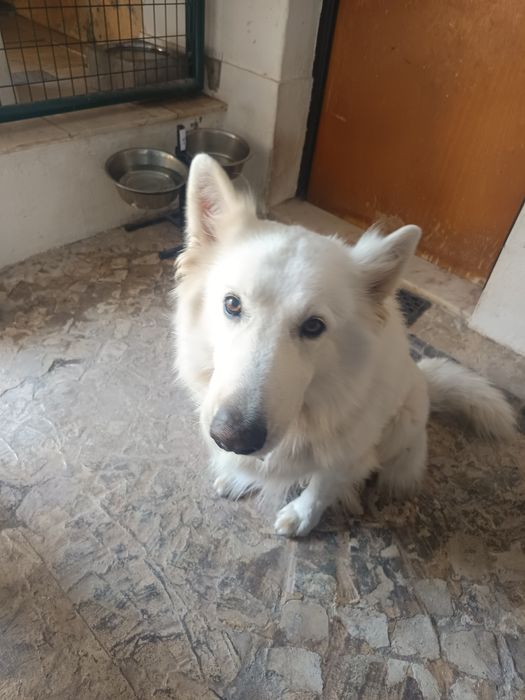 Pet sitting e Dog walking
