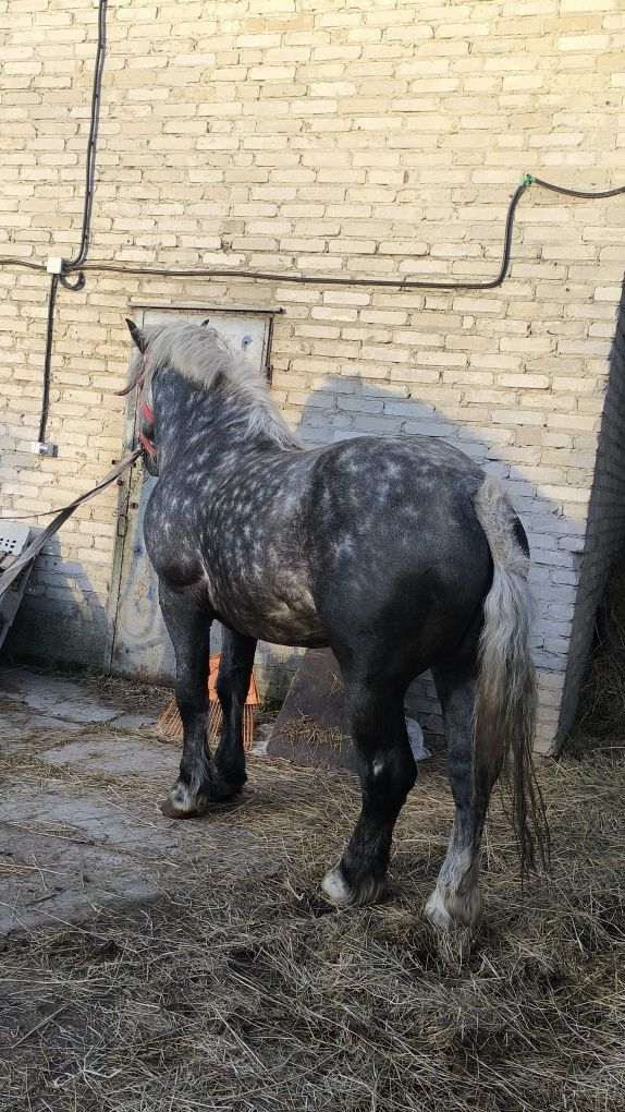 Koń lekki wałach