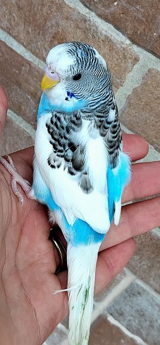 Vendo Piriquitos Australianos