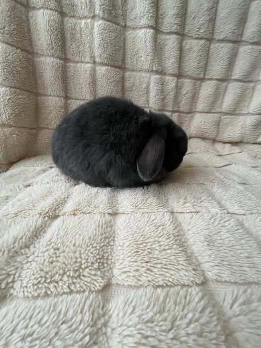 Дівчинка NHD,карликові кролики,блакитний окрас