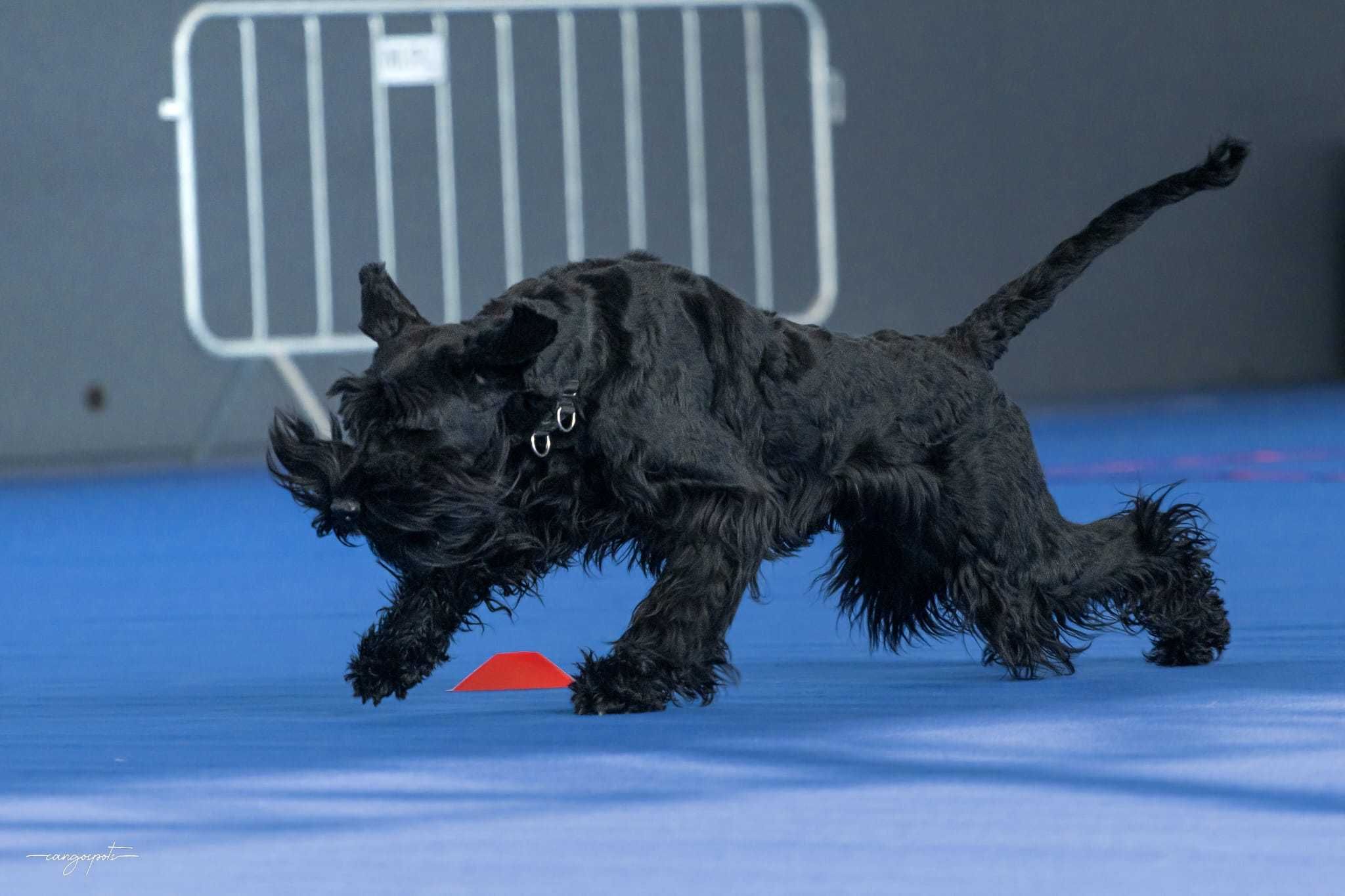 Schnauzer gigante macho com LOP