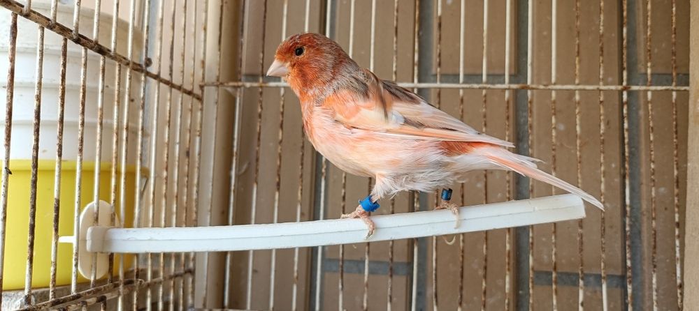 Canário macho de 2023