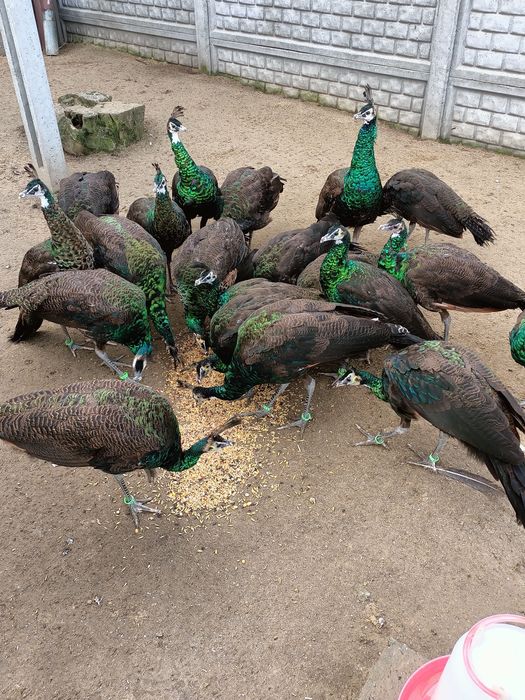 Pawie szmaragdowe z genem białego szmaragda