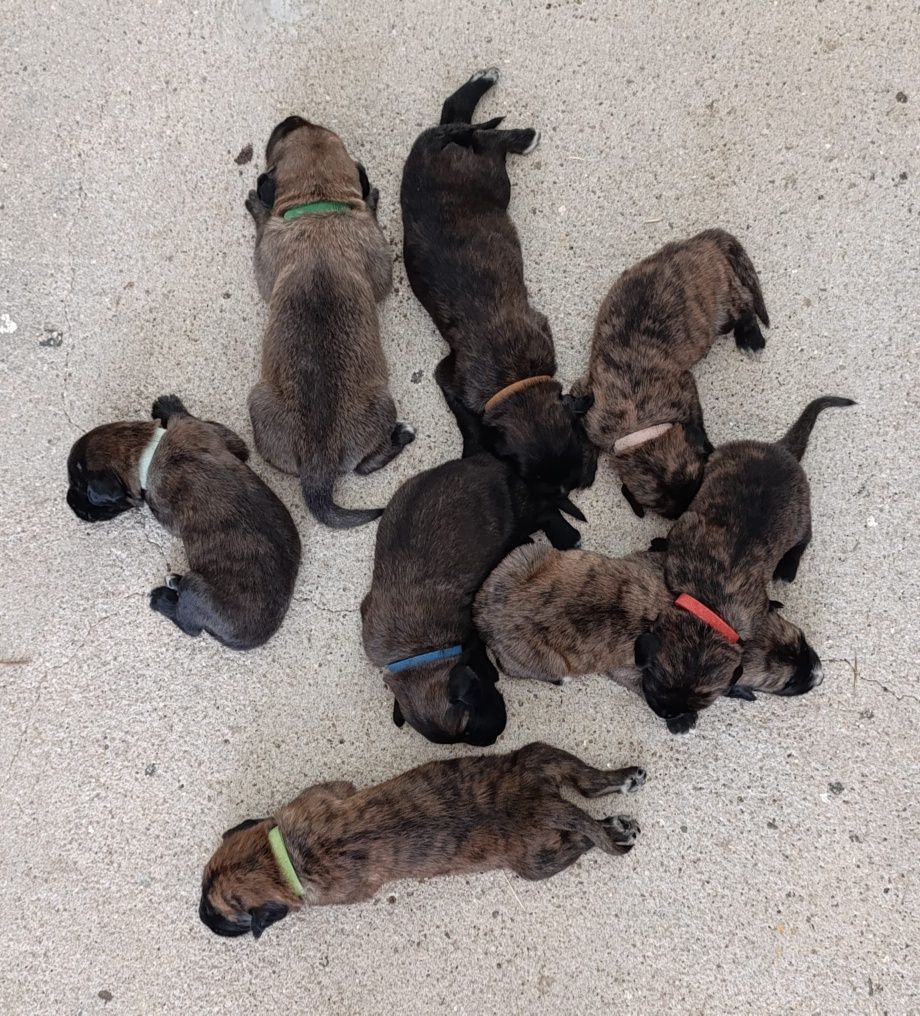 Cachorros de grande porte para adoção consciente