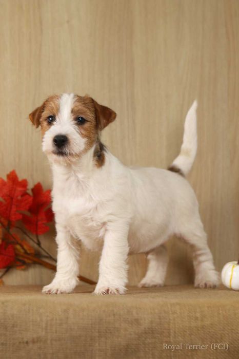 piesek Jack Russell terrier ZKWP/FCI szorstkowłosa
