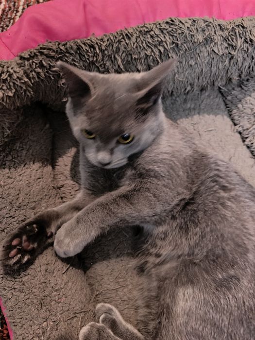 Отдам даром кота