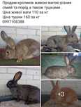 Продам кроличок та кроликів різних порід. Різні сім'ї.Вік від 5 місяці