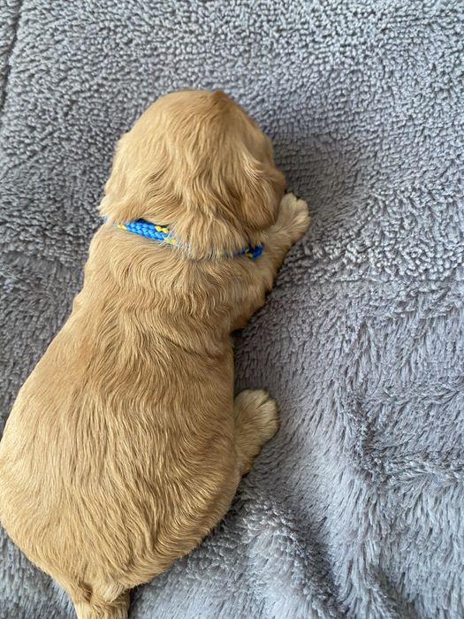 Cockapoo! Piekne maluszki!