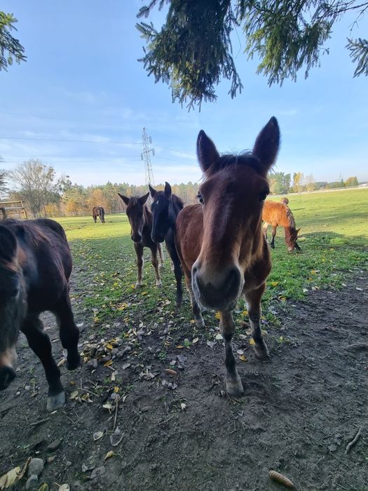 Konie zimnokrwiste, źrebaki, odsadki