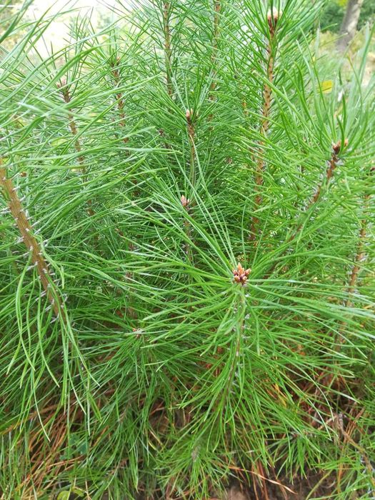 Sadzonki sosny cała Polska / sadzonki drzew leśnych podkarpackie