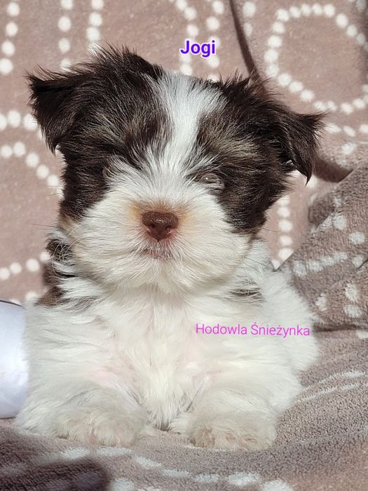 Szczeniak york Yorkshire terrier biewer morkie