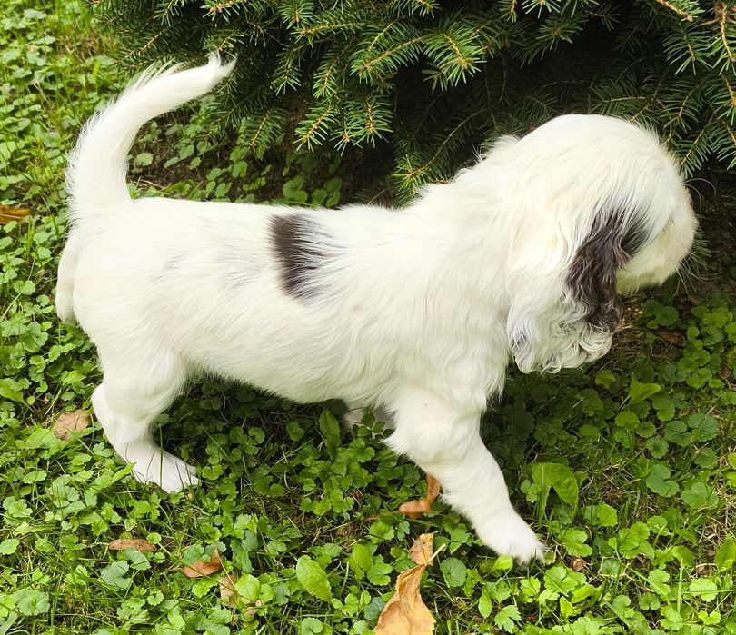 Cocker Spaniel Angielski-suczka Yoda Gdowska Wataha