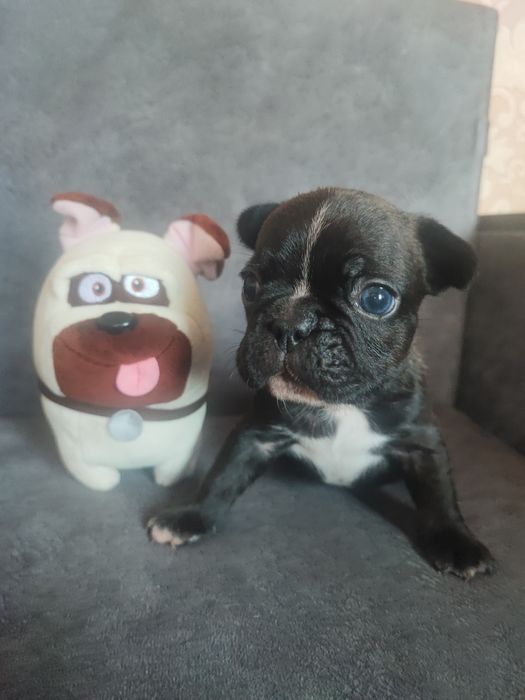 Французский бульдог