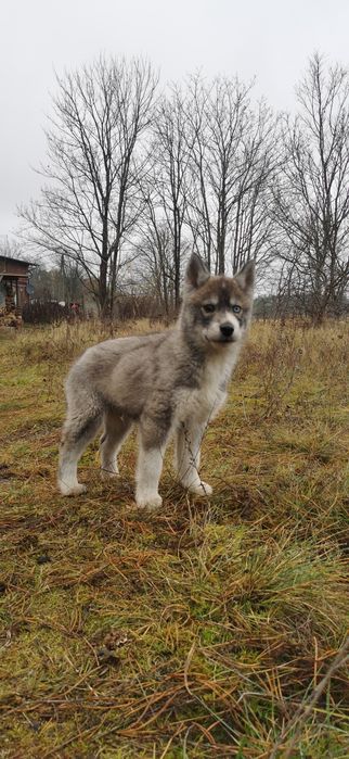 Varg Unikat Siberian Husky