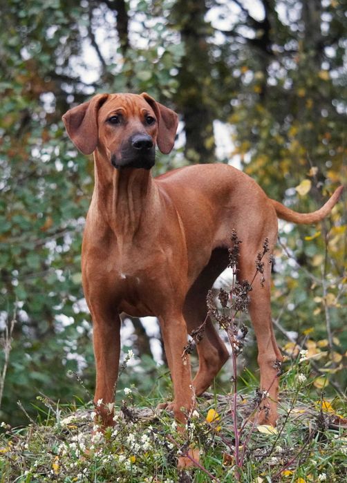 Suczka Rhodesian Ridgeback, szczenię KIBANDA