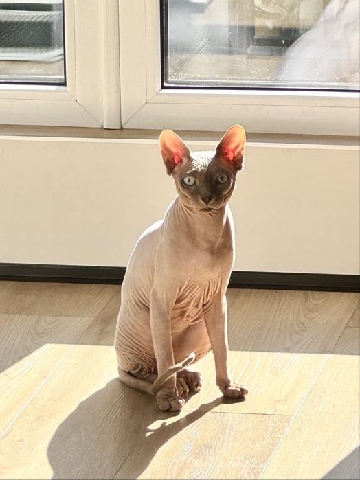 Канадський сфінкс