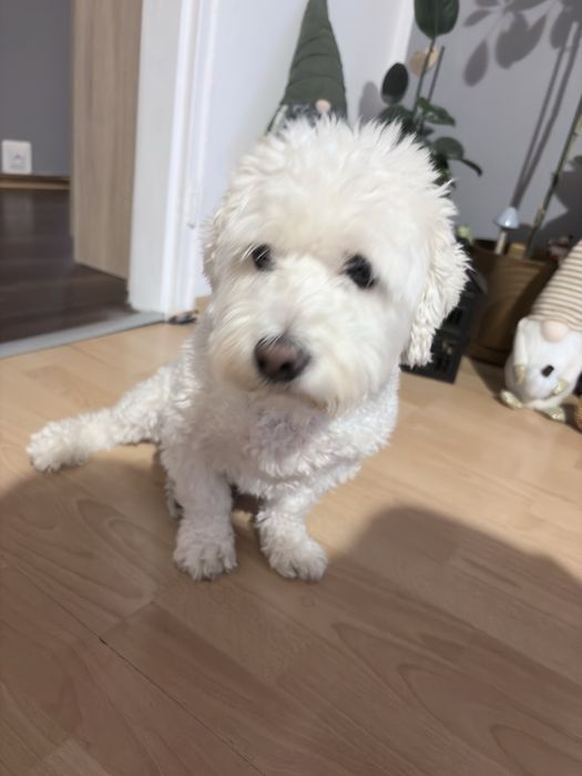 Maltanczyk szuka domu