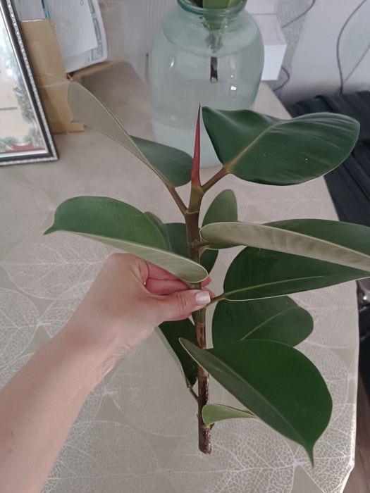 Саджанці фікуса робусти або еластіка