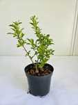 Ligustr pospolity (Ligustrum vulgare)