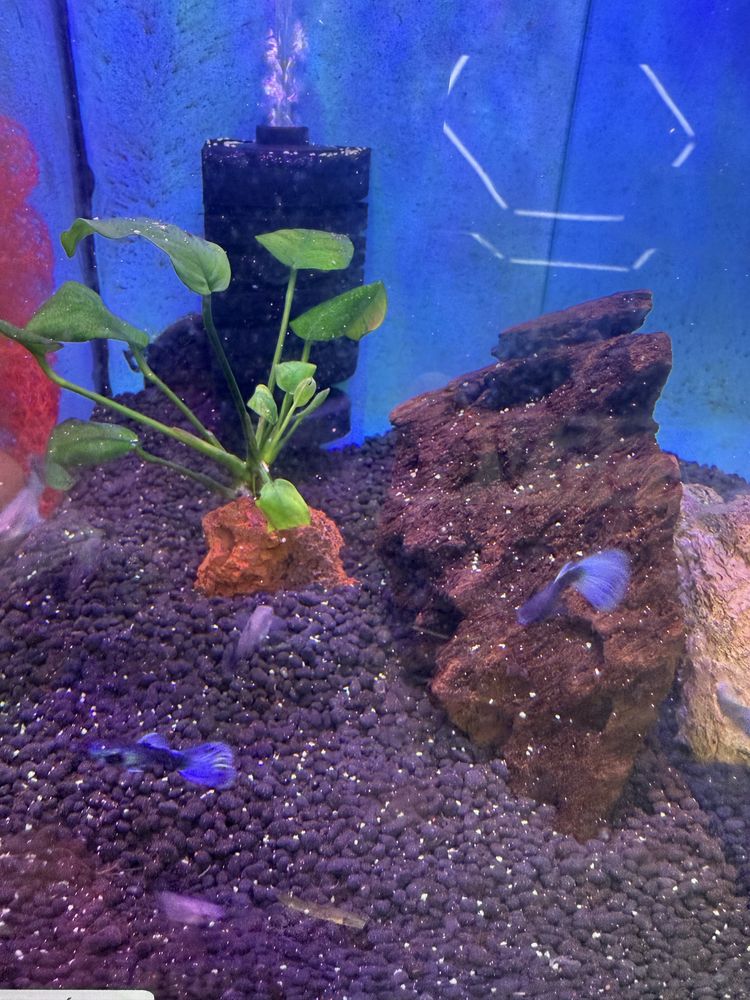 Guppies moscow blue