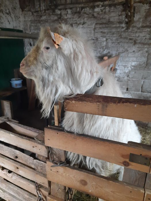 Kozioł saaneński sprzedam lub zamienię