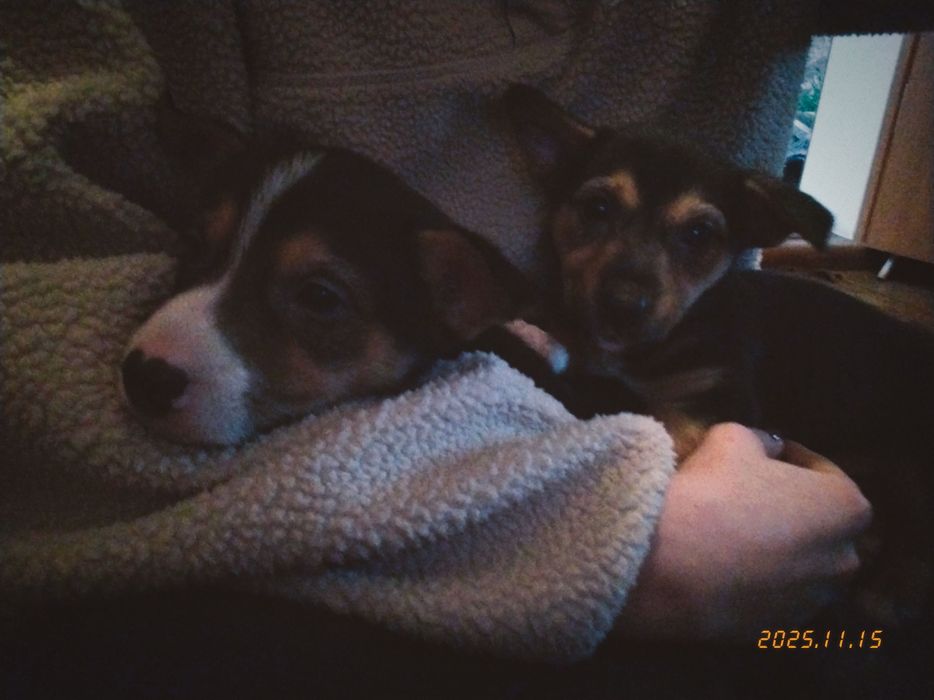 Віддам в добрі руки два метисти,хлопчики!