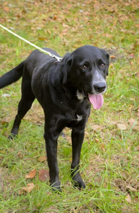 Oskar w typie labradora szuka domu
