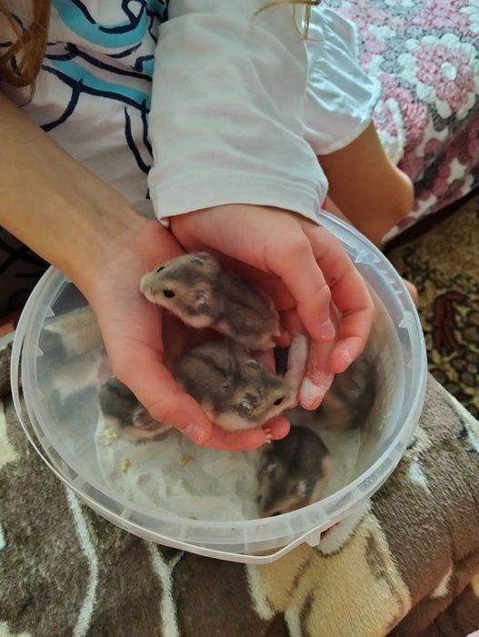 Хом'ячки джунгарики