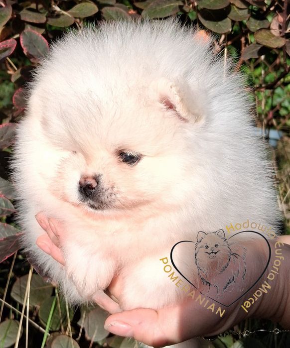 Pomeranian szpic miniaturowy