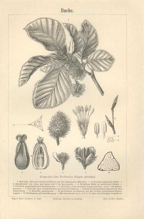 Liście Drzewa  oryginalna XIX w.  grafika