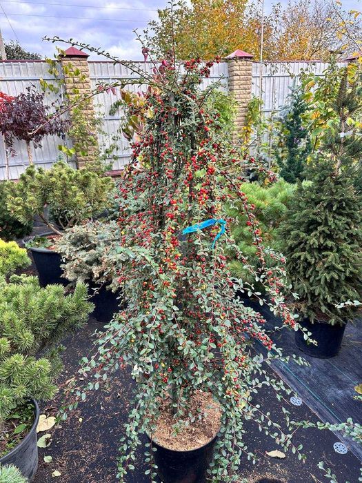 Церцис канадський Eternal Flame Хвойні рослини туя, кипарисовики ялина