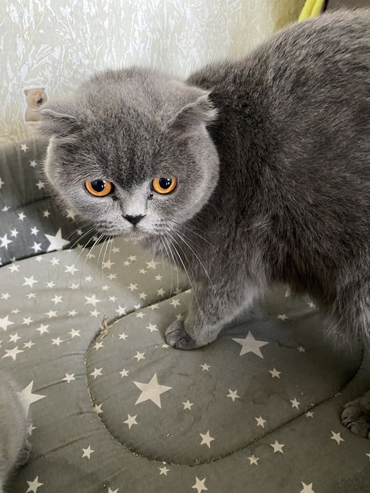 шотландський висловухий котшенята