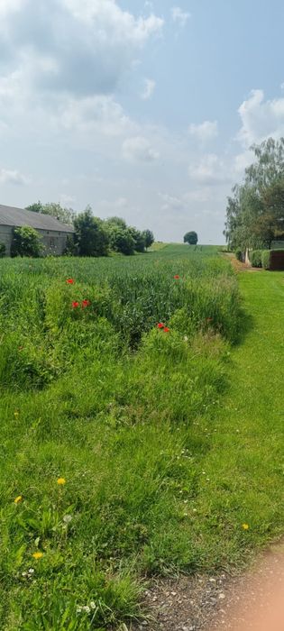 Dzialka 36arow Krzak Woj. Lubelskie gm. Nielisz